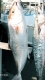 Justin"s Amber Jack and King Mackeral