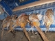 Great day of bird hunting 