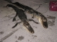 Justin"s 2 Alligators taken Labor day Weekend 2011