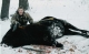 Jeremy"s  Buffalo hunt with a bow