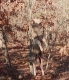 Ram hunt