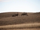 Dennis Revis"s Mule Deer with Does in South Dakota 2007
