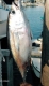 Jon Scherbring"s Blue Fin Tuna