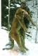 Jim MIllard"s Cougar Colorado Dec. "08