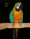 Macaw