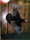 Cherly Judge"s Turkey 2006
