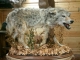 Jim MIllards Badger rug