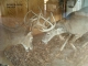 Fighting Ottumwa Bucks - on display at Pioneer Ridge in Ottumwa