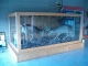 Pioneer ridge Whitetail Deer Display