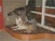 Wolf display at Pioneer Ridge