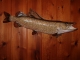 Reproduction Northern Pike  for  MIke Milder