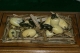Reproduction Baby Alligators
