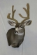 Mule deer in Velvet