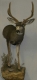 Half Mount  Mule Deer