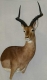 Impala