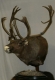 Alaskan Caribou