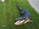 Mike Plummer"s 10" 6in. Gator, Naples, Fl.