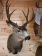 Ken Conor Colorado Mule Deer 2011
